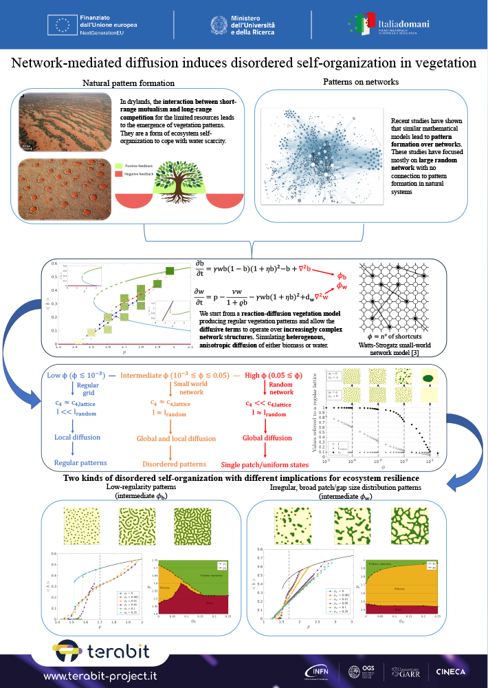 Network mediated diffusion induces disordered self organization in vegetation